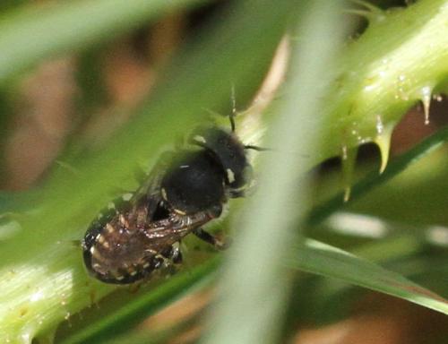 Réf. 271 062 : Anthidium punctatum